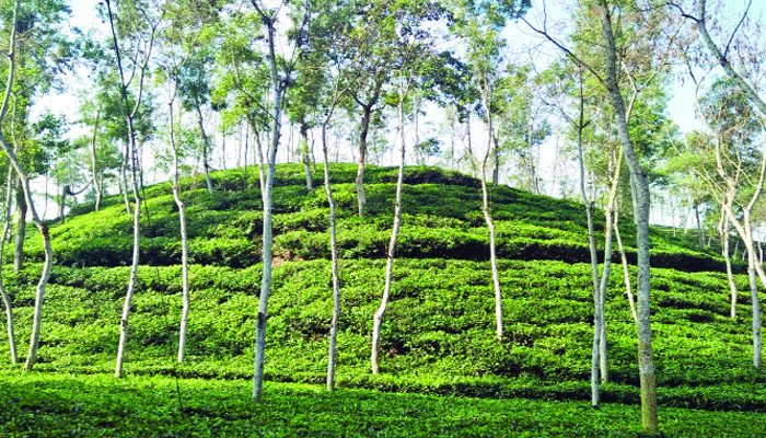 সৌন্দর্য হারাচ্ছে শ্রীমঙ্গলের সাগর দিঘী, জানে না পৌরসভা