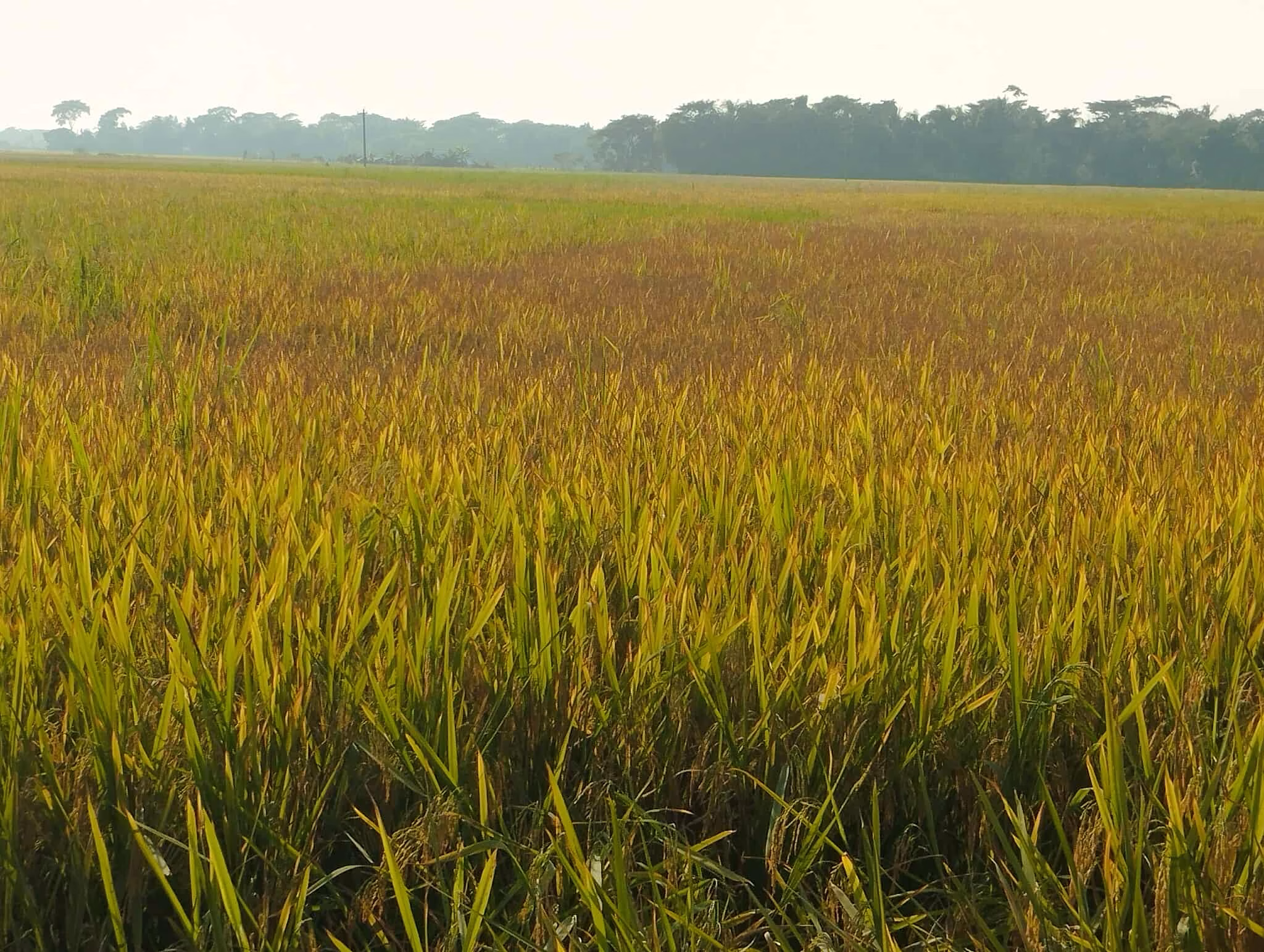 দাকোপের মাঠজুড়ে শুধু নবান্নের সোনার ধান বাম্পার ফলনের আশায় দিন গুনছে চাষীরা