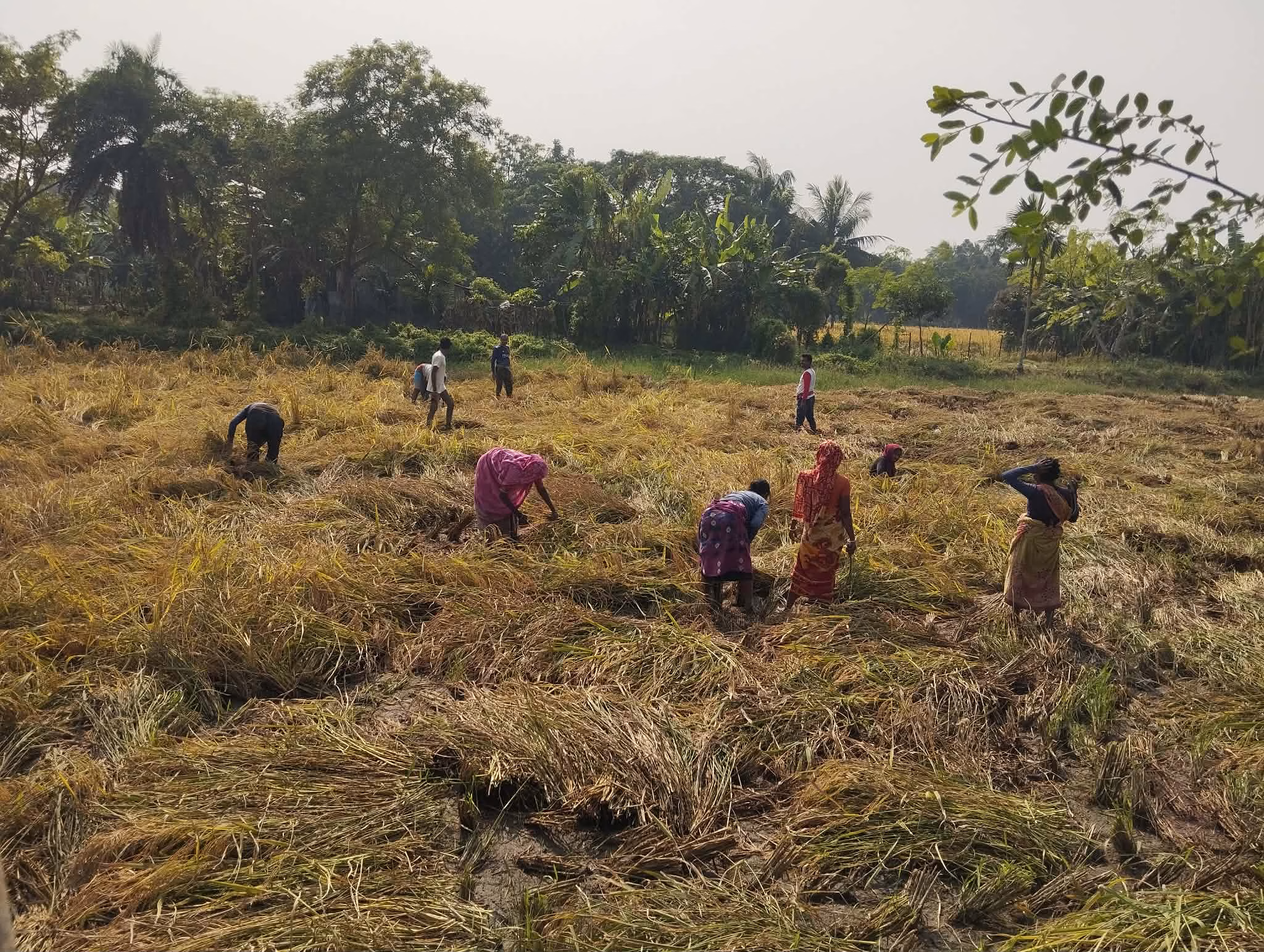 দাকোপের মাঠজুড়ে চলছে আমন ধান কাটার মহা-উৎসব পুরুষের পাশাপাশি নারীরাও থেমে নেই
