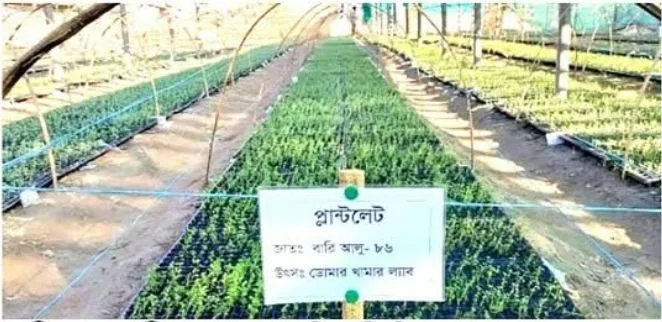 নীলফামারীর ডোমার বিএডিসিতে নতুন জাতের বীজআলু উৎপাদনে বিপ্লব