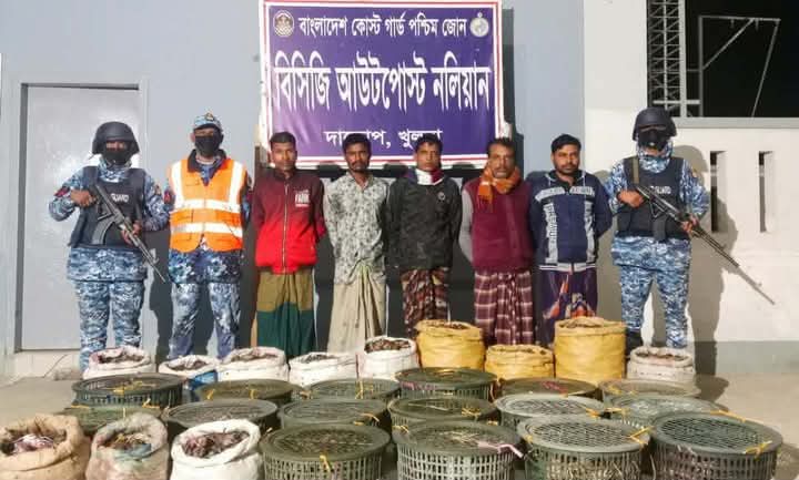 দাকোপের কালাবগিতে কোস্ট গার্ডের অভিযানে প্রায় সাড়ে ৫ লক্ষ টাকা মূল্যের ৪৯০ কেজি অবৈধ কাঁকড়াসহ ৫ কাঁকড়া ব্যবসায়ী আটক