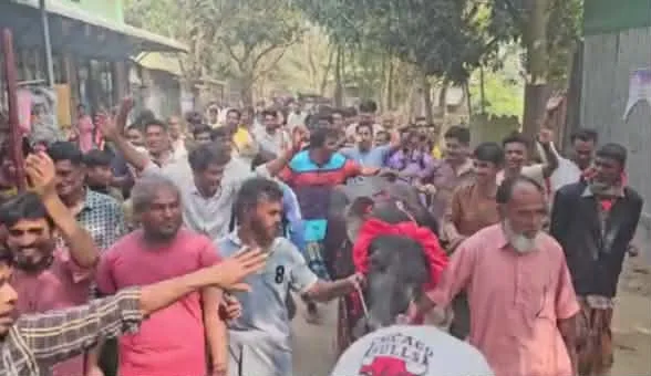 শেরপুর-২ ধানের শীষে বাজিমাত, মহিষ বাজিতে মুখ থুবড়ে পড়ল দাঁড়িপাল্লা